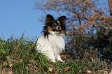 EPAGNEUL PAPILLON 124